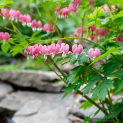 Tränendes Herz - Herzblüten, die verzaubern