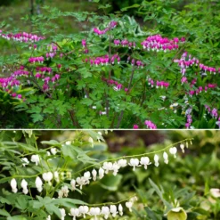 Tränendes Herz Mischung (3 rosa + 1 weiß) (x4) - Herzblüten wie gemalt