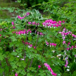 Tränendes Herz Mischung (3 rosa + 1 weiß) (x4) - Herzblüten wie gemalt
