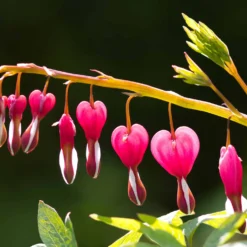 Tränendes Herz Mischung (3 rosa + 1 weiß) (x4) - Herzblüten wie gemalt