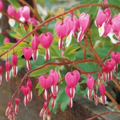 Tränendes Herz Mischung (3 rosa + 1 weiß) (x4) - Herzblüten wie gemalt