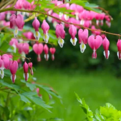 Tränendes Herz Mischung (3 rosa + 1 weiß) (x4) - Herzblüten wie gemalt