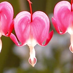Tränendes Herz Mischung (3 rosa + 1 weiß) (x4) - Herzblüten wie gemalt