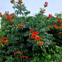Trompetenblume EBONY & RED (Mincamroug) - Rote Blüten den ganzen Sommer