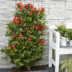 Trompetenblume 'Fire Trumpet' - Feuriges Blütenmeer im Sommer