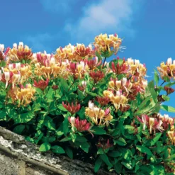 Trompetenblume & Geißblatt Kollektion - Duo der blühenden Kletterpflanzen