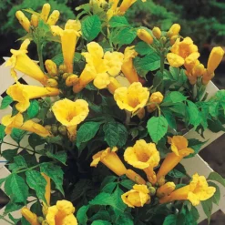 Trompetenblume 'Gold Trumpet' - Goldene Blüten den ganzen Sommer