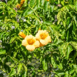 Trompetenblume 'Gold Trumpet' - Goldene Blüten den ganzen Sommer