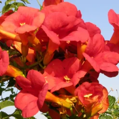 Trompetenblume Madame Galen - Exotisch blühende Wand