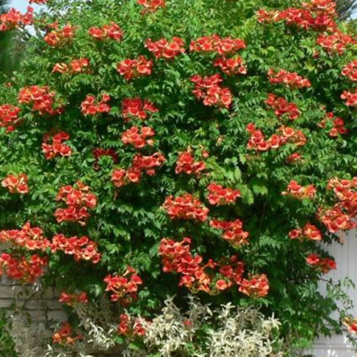 Trompetenblume Madame Galen - Exotisch blühende Wand