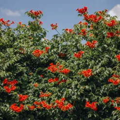 Trompetenblume Stromboli - Feuriges Blütenmeer im Nu