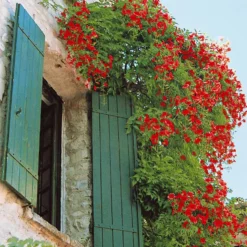 Trompetenblume Stromboli - Feuriges Blütenmeer im Nu