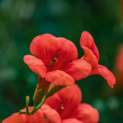 Trompetenblume Stromboli - Feuriges Blütenmeer im Nu