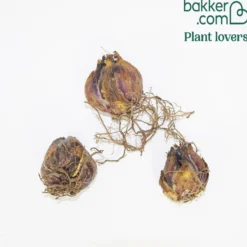 Trompeten Lilien Golden Splendour (x3) - Goldener Duft im Sommer