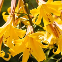 Trompeten Lilien Golden Splendour (x3) - Goldener Duft im Sommer