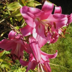 Trompetenlilie Pink Perfection (x3) - Duft und Höhe im Beet