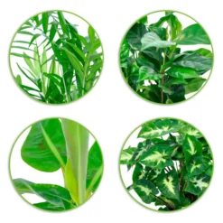 Tropische Zimmerpflanzen-Kollektion (x4) - Dschungel-Feeling sofort daheim