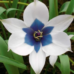 Tulpe Alba Coerulea Oculata (x4) - Das seltene Blau im Beet