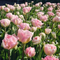 Tulpe Angelique (x10) - Voll wie eine Pfingstrose