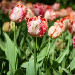 Tulpe Apricot Parrot - Aprikosenzauber im Beet