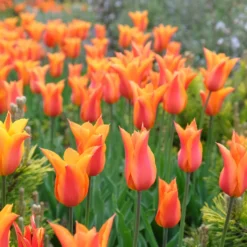 Tulpe Ballerina - Duftende Tulpe im Frühling