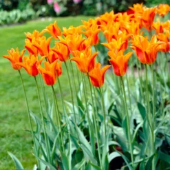 Tulpe Ballerina - Duftende Tulpe im Frühling