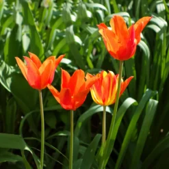 Tulpe Ballerina - Duftende Tulpe im Frühling