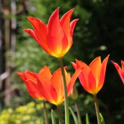 Tulpe Ballerina - Duftende Tulpe im Frühling