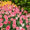 Tulpe ‘Beauty Trend’ (x10) - Zweifarbig, schlicht schön