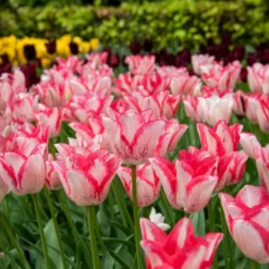 Tulpe ‘Beauty Trend’ (x10) - Zweifarbig, schlicht schön