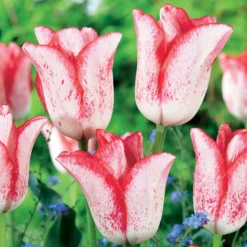 Tulpe ‘Beauty Trend’ (x10) - Zweifarbig, schlicht schön