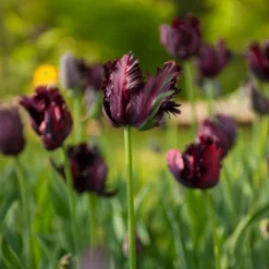 Tulpe Black Parrot - Dramatisch dunkle Blüten