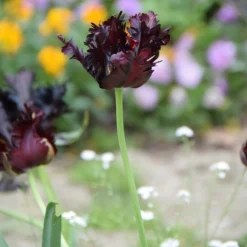 Tulpe Black Parrot - Dramatisch dunkle Blüten