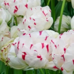 Tulpe 'Dance Line' gefüllt (x7) - Volle Blüten wie Pfingstrosen