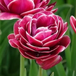 Tulpe Dream Touch (x7) - Doppelt gefüllt, voller Zauber