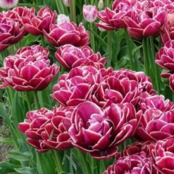 Tulpe Dream Touch (x7) - Doppelt gefüllt, voller Zauber