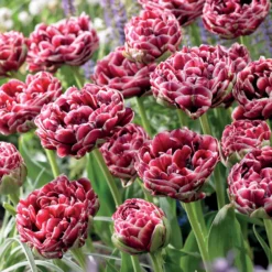 Tulpe Dream Touch (x7) - Doppelt gefüllt, voller Zauber