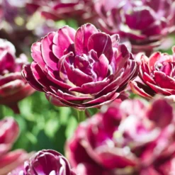 Tulpe Dream Touch (x7) - Doppelt gefüllt, voller Zauber