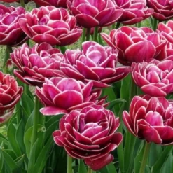 Tulpe Dream Touch (x7) - Doppelt gefüllt, voller Zauber