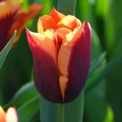 Tulpe 'Gavota' (x10) - Zwei Farben, ein Wow-Effekt