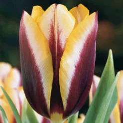 Tulpe 'Gavota' (x10) - Zwei Farben, ein Wow-Effekt
