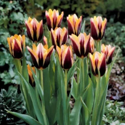 Tulpe 'Gavota' (x10) - Zwei Farben, ein Wow-Effekt
