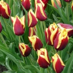 Tulpe 'Gavota' (x10) - Zwei Farben, ein Wow-Effekt