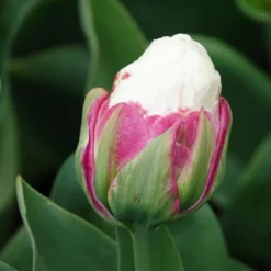 Tulpe 'Ice Cream' gefüllt (x7) - Blüht wie ein Eisbecher