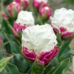 Tulpe 'Ice Cream' gefüllt (x7) - Blüht wie ein Eisbecher