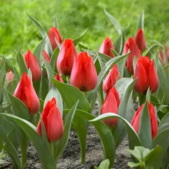 Tulpe Julius Caesar - Leuchtendes Rot im Frühling