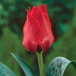 Tulpe Julius Caesar - Leuchtendes Rot im Frühling
