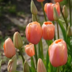 Tulpe 'Menton' (x7) - Zartrosa Blüten im Frühling