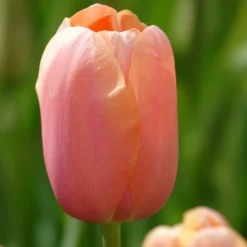 Tulpe 'Menton' (x7) - Zartrosa Blüten im Frühling