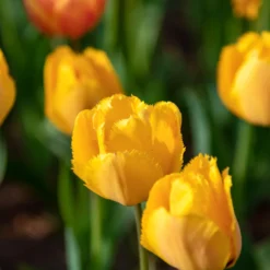 10 Tulpen Crystal Star - Sonniges Gelb im Frühling